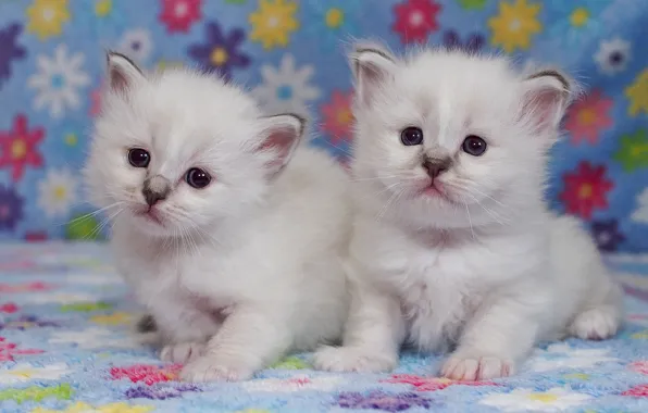 Взгляд, поза, котенок, фон, пара, маленькие, котята, белые