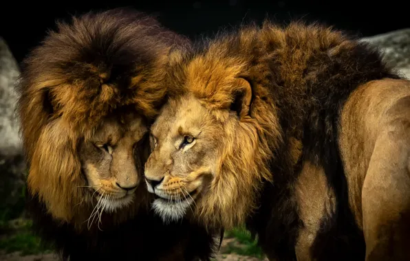Признанный царь зверей – Лев
