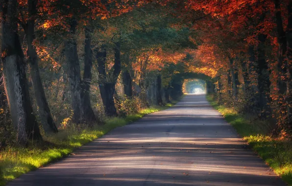 Дорога, осень, деревья, туннель, Польша, аллея