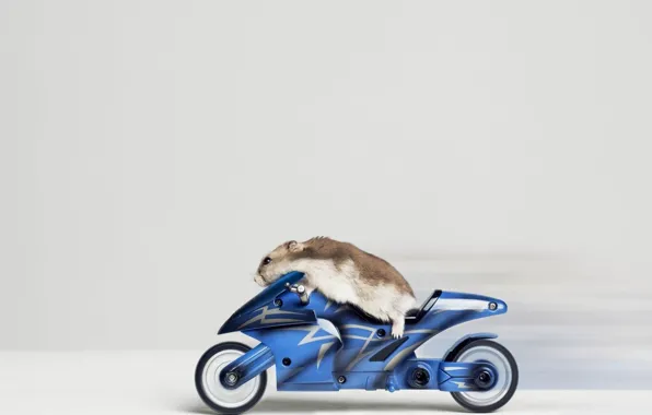 Картинка животное, скорость, мотоцикл, байкер, хомячок