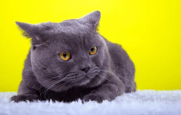 Картинка кот, взгляд, животное, ушки, желтый фон, порода