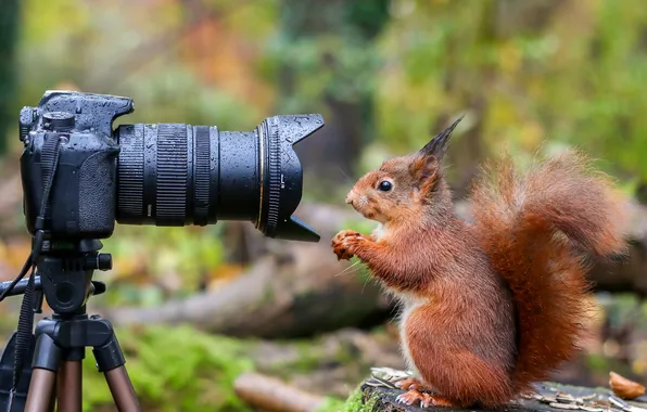 Природа, белка, фотоаппарат, рыжая, фотокамера