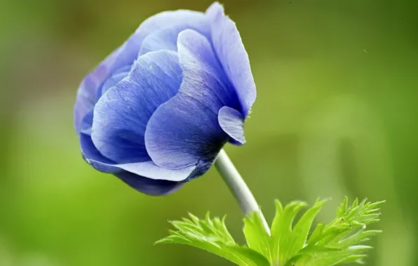 Картинка цветок, синий, зеленый фон