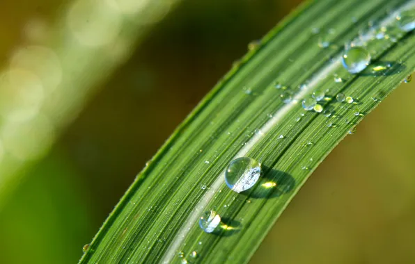 Grass, water, drops