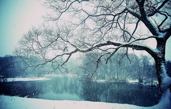 Картинка зима, снег, озеро, дерево, winter, lake, tree, snowing
