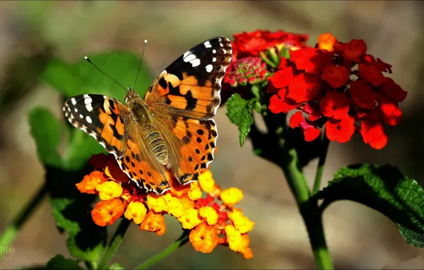 Картинка цветок, природа, бабочка, лепестки, насекомое, мотылек