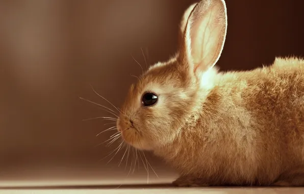 Кролик, профиль, уши, коричневый фон