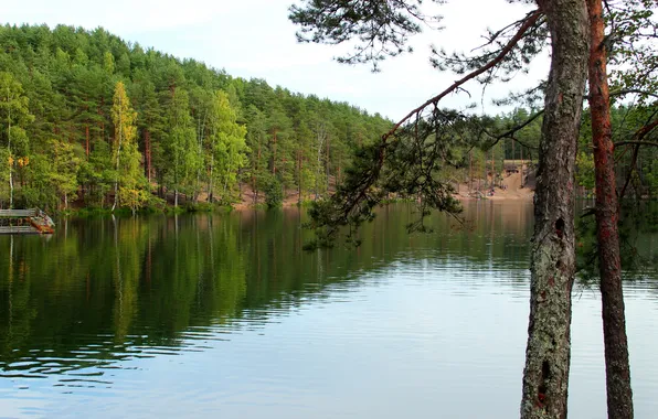 Картинка вода, деревья, природа, озеро, фото, Россия, Карельский Перешеек, Семиозерье
