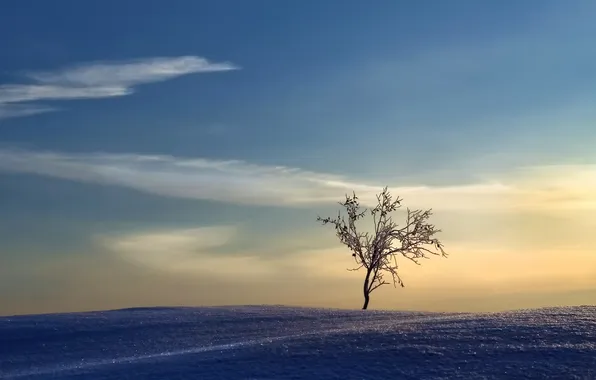 Картинка снег, пейзаж, дерево