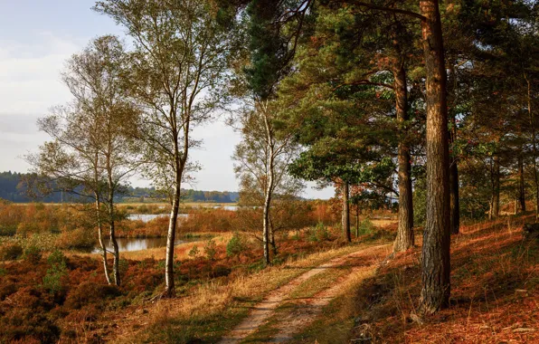 Осень, лес, трава, солнце, деревья, озеро, Дания, тропинка