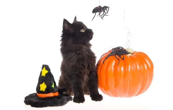 Кот, праздник, чёрный, пауки, шляпа, белый фон, Halloween, тыква