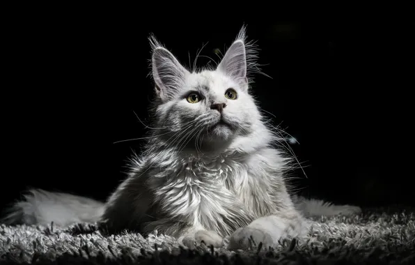 Кошка, белый, кот, взгляд, свет, поза, лежит, коврик
