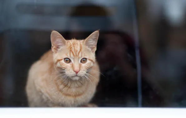Глаза, взгляд, котейка