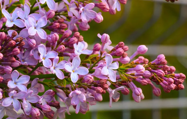 Spring, lilac, blooming, twid