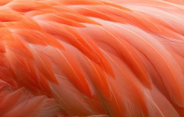 Картинка птица, перья, фламинго