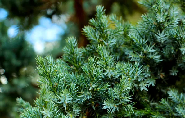 Green, plant, twig
