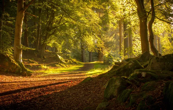 Дорога, осень, лес, деревья, Шотландия, Scotland, Tyrebagger Forest, Aberdeen