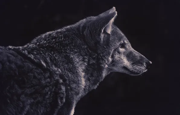 Картинка волк, хищник, профиль