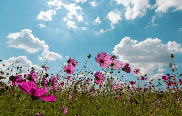 Картинка поле, лето, небо, солнце, облака, цветы, summer, розовые