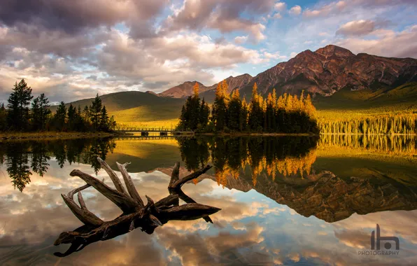 Картинка лес, свет, горы, озеро, утро, Канада, Альберта, коряга
