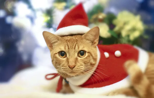 Кошка, кот, взгляд, поза, рыжий, Рождество, Новый год, мордашка