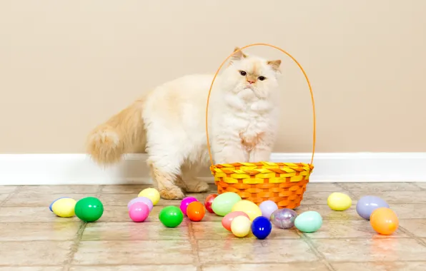 Кошка, белый, кот, взгляд, стена, праздник, цветные, яйца