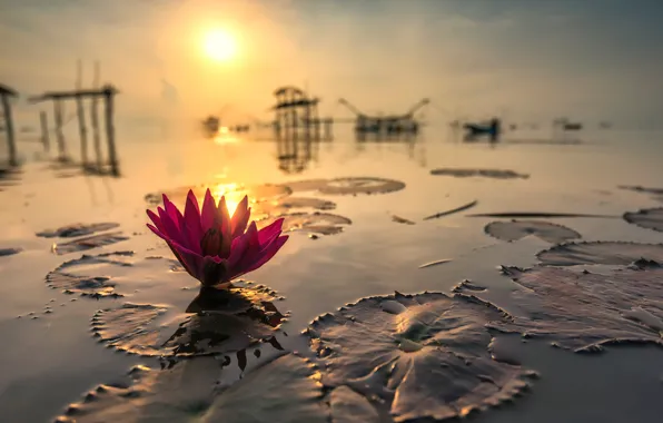 Картинка солнце, отражение, Тайланд, Лотос
