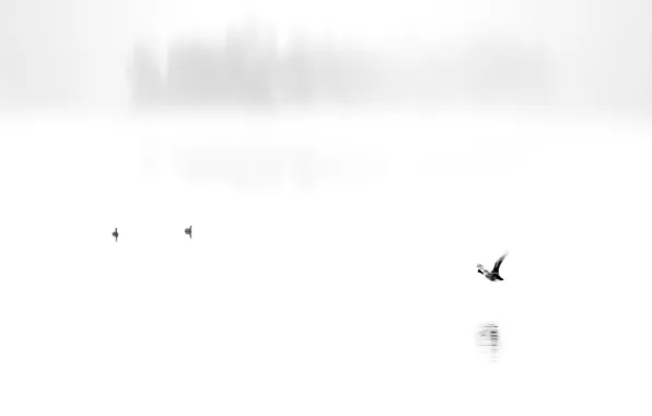 Картинка птицы, озеро, фон