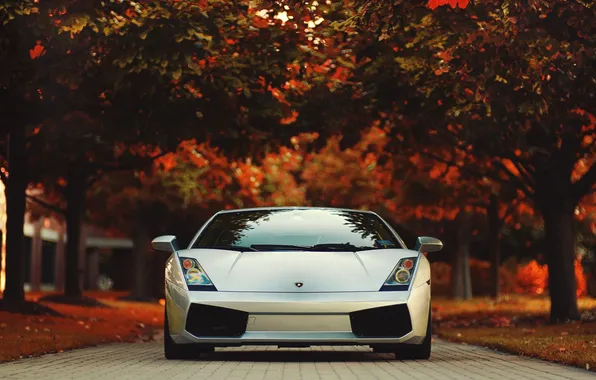 Lamborghini, red, Gallardo, road, trees, race cars