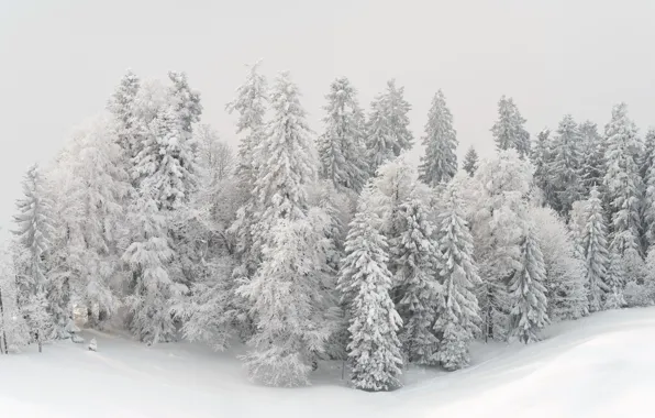 Картинка зима, снег, деревья, пейзаж