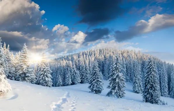 Картинка зима, лес, снег, деревья, пейзаж, следы, природа, восход