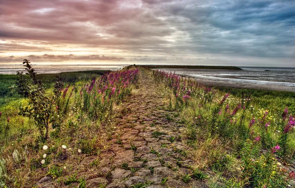 Море, небо, пейзаж, цветы