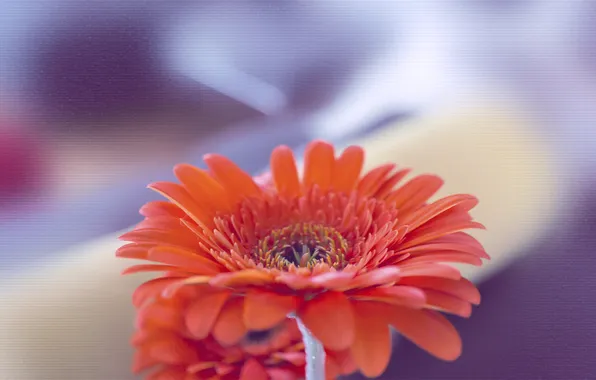 Картинка цветок, макро, оранжевый, гербера, Xpand, Orange Gerbera