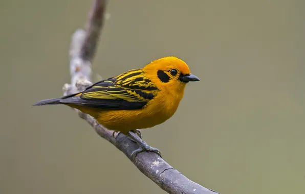 Птица, ветка, bird, branch, tangará dourado, golden tanager, Тангара Артюс, tangara arthus