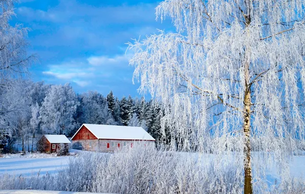 Картинка зима, лес, небо, трава, солнце, облака, снег, деревья