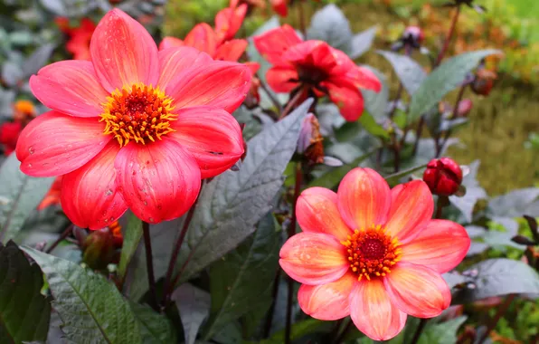 Flower, blooming, dahlias
