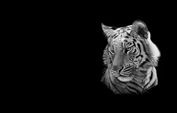 Кошка, тигр, минимализм, арт, чёрно белое, heather lara