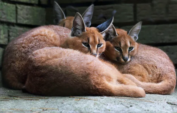 Взгляд, дикие кошки, рысь, рыси, морды, лежат, каракал, каракалы