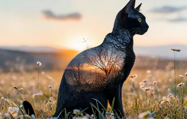 Кошка, Кошки, Двойная экспозиция