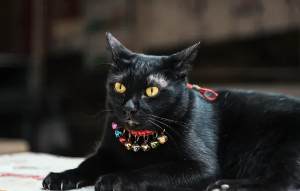 Глаза, кот, черный, когти