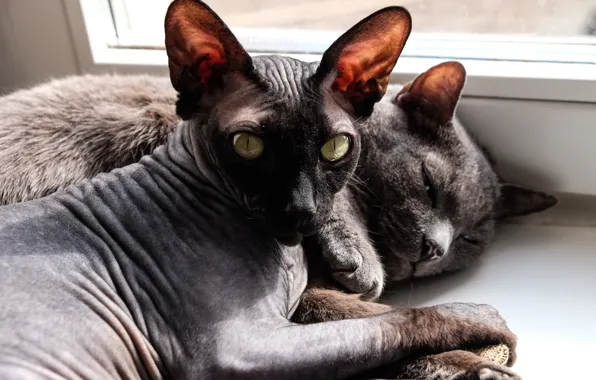 Кот, кошки, коты, котики, сфинкс, котейки, лысый кот, спящие коты