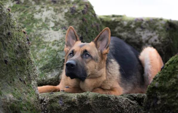 Картинка камни, собака, Немецкая овчарка