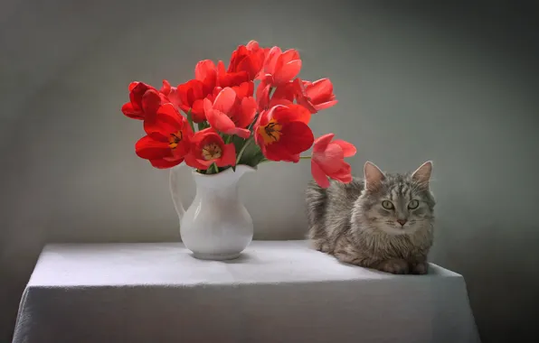 Картинка кошка, кот, цветы, стол, животное, тюльпаны, кувшин, скатерть