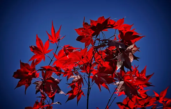 Картинка осень, небо, листья, ветка, багрянец