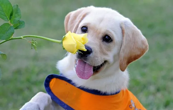 Цветок, роза, собака, flower, dog rose