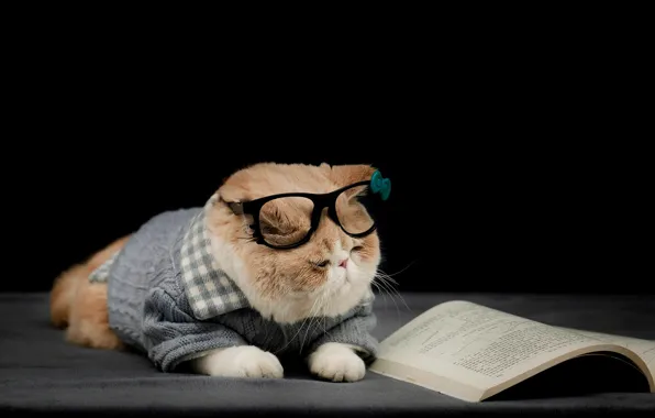 Кошка, кот, одежда, рыжий, очки, костюм, лежит, книга