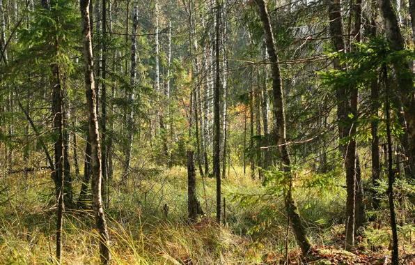 Картинка осень, лес, солнце, поляна, чаща, россия, солнечно, солнечные лучи