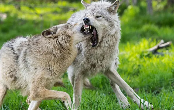 Nature, snow, predator, face, animal, wolf, wildlife, portrait