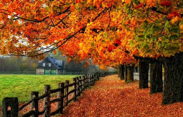 Дорога, осень, листья, деревья, природа, дом, colors, colorful