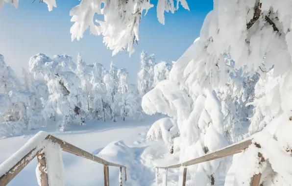Зима, снег, деревья, сугробы, Россия, Южный Урал